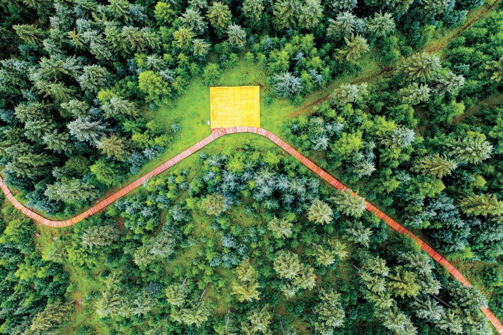 我国森林三大效益持续释放