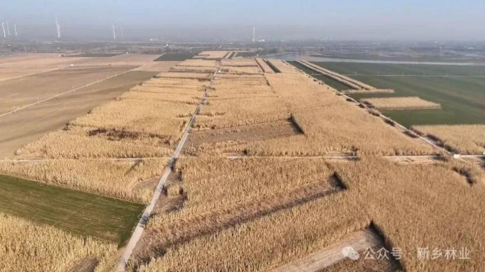 李庄镇:黄河滩区菌草喜丰收 村民多了增收生态链