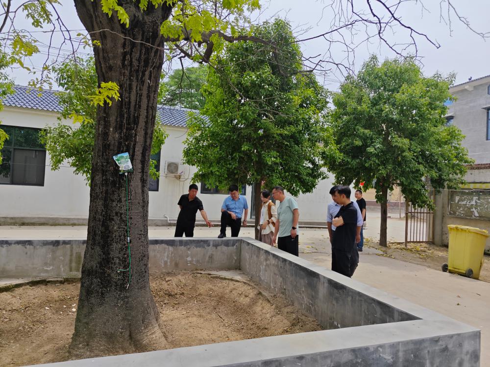 新乡市林业局专家团队赴平原示范区桥北乡小刘庄“会诊”古树病因